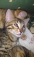 /album/we-still-have-2-available-kittens-visit-us-n-reserve-now-/amazon-6-jpg1/